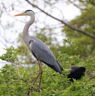 heron crow.jpg