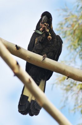 Black Parrot.jpg