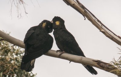 Kissing Parrots.jpg