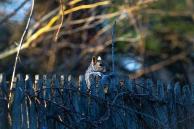 squirrel peaking over a fence smaller.jpg