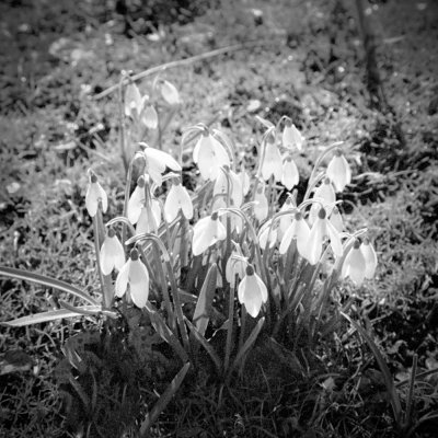 Last Snowdrops.jpg