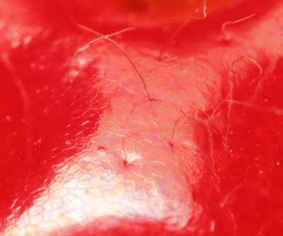 strawberry macro1.jpg