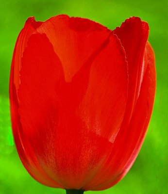 Tulip Time in Beaverton, Oregon. :) | Canon Forums