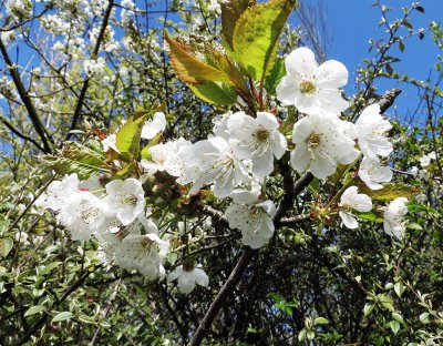 Hawthorn_Blossom.jpg