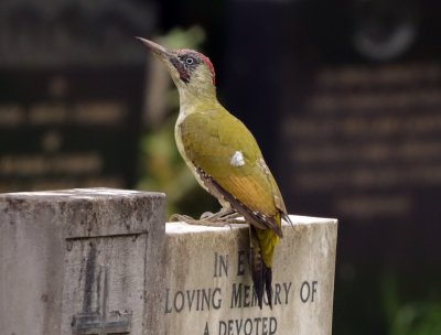 woodpecker green2.jpg