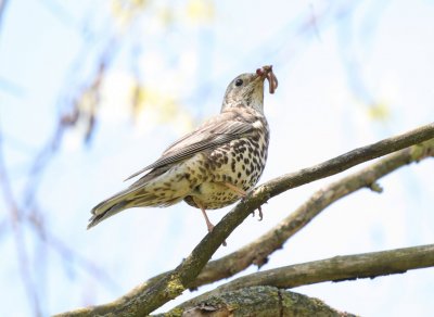 mistle thrush 1r.jpg