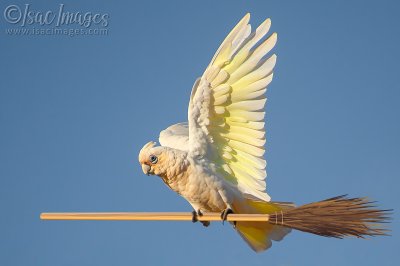 027A9167-Corella.jpg