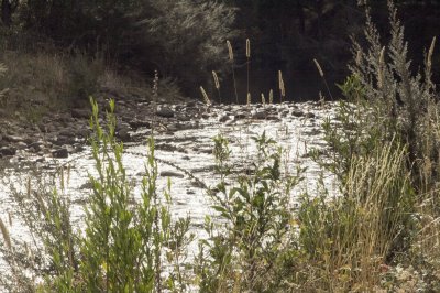 Grass, native to the Plenty river.jpg