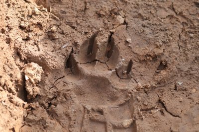 paw print1.jpg