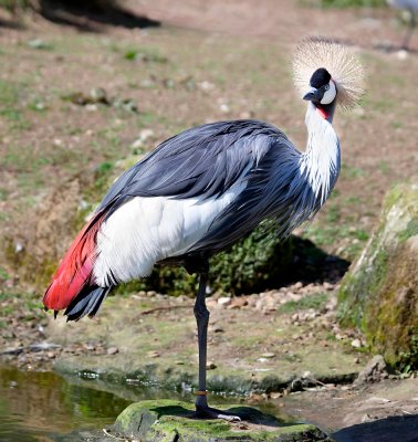 African_Crowned_Crane.jpg