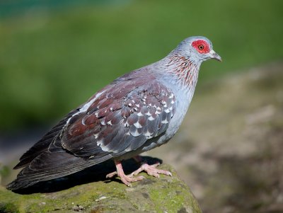 Red_Eye_Pigeon-2.jpg