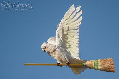 027A9167-Corella.jpg