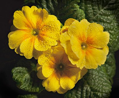 Yellow_Primrose.jpg