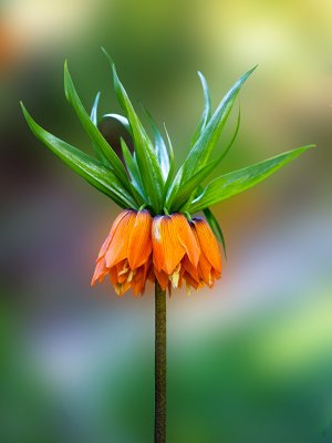 Tulip_Fritillary.jpg