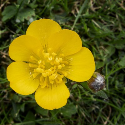 Buttercup-Web.jpg