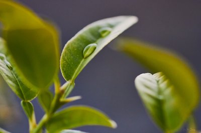 gotas de agua.jpg