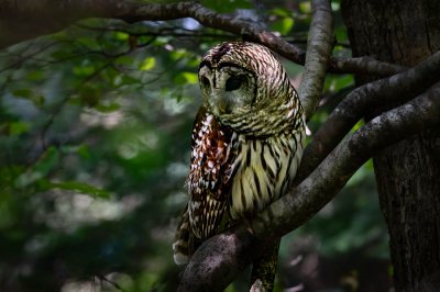 Owl In Cades Cove (2 of 8).jpg