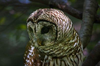 Owl In Cades Cove (3 of 8).jpg