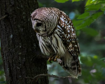 Owl In Cades Cove (4 of 8).jpg