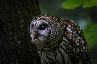 Owl In Cades Cove (5 of 8).jpg