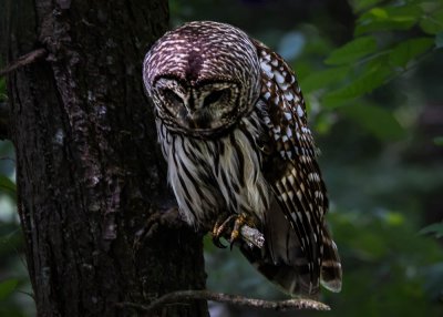 Owl In Cades Cove (7 of 8).jpg