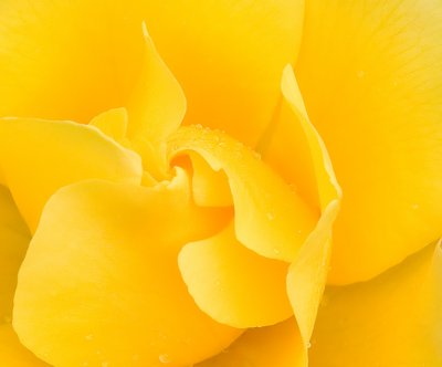 Yellow_Rose.jpg