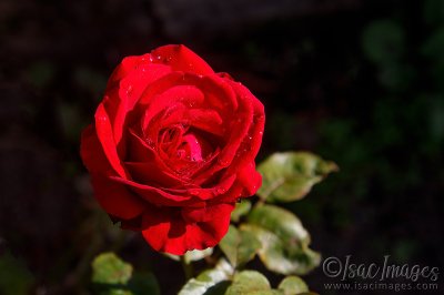 0235-Red_Rose.jpg