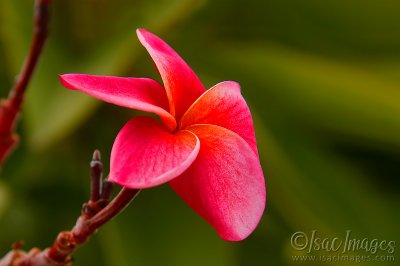 9645-Red_Hibiscus.jpg