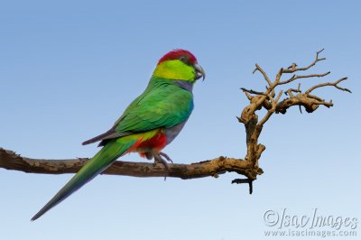 0767-Red_Capped_Parrot.jpg