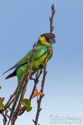 0780-Twenty_Eight_Parrot.jpg