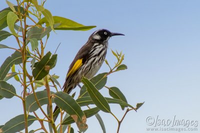 0785-New_Holland_Honeyeater.jpg