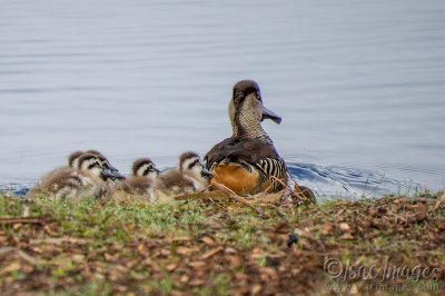 1041-Pink_Eared_Ducks_Family.jpg