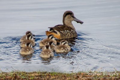 1043-Pink_Eared_Ducks_Family.jpg