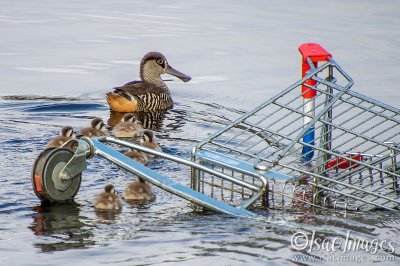 1049-Pink_Eared_Ducks_Family.jpg