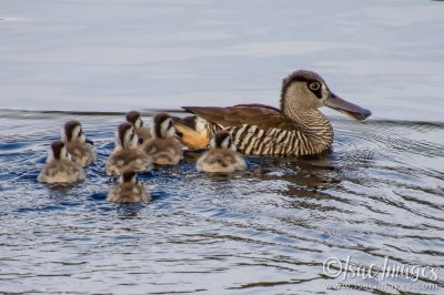 1050-Pink_Eared_Ducks_Family.jpg