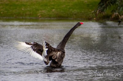 0963-Swan.jpg