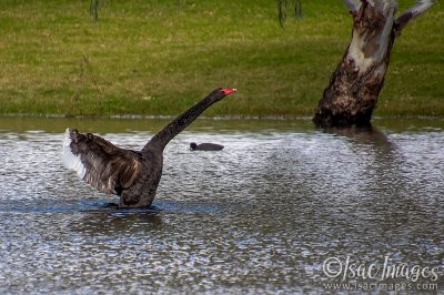 0893-Swan.jpg