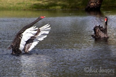 0936-Swans.jpg