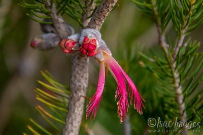 1039-One_Sided_Bottlebrush.jpg