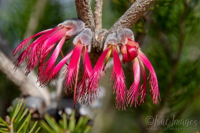 0887-One_Sided_Bottlebrush.jpg