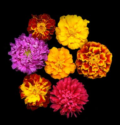 Mixed_Flowers-800.jpg