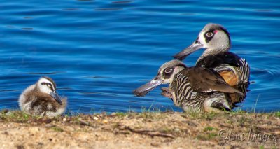 1112-Pink_Eared_Ducks_Family.jpg