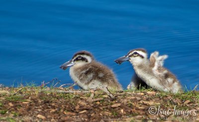 1154-Pink_Eared_Ducks_Family.jpg