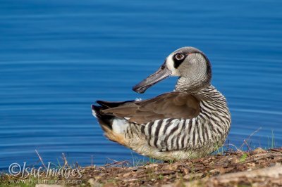 1164-Pink_Eared_Duck.jpg