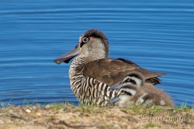 1177-Pink_Eared_Ducks_Family.jpg