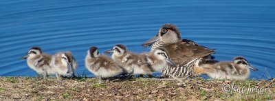 1207-Pink_Eared_Ducks_Family.jpg