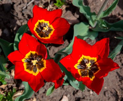 Flowers-Red.jpg