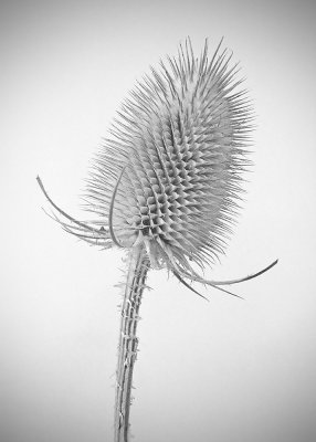 Teasel-B&W.jpg