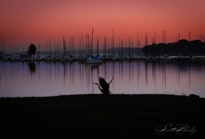 Hank The Heron Struts His Stuff At Sunrise.jpg