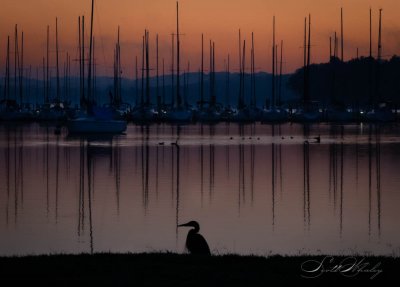 Hank The Heron Enjoys The Sunrise.jpg